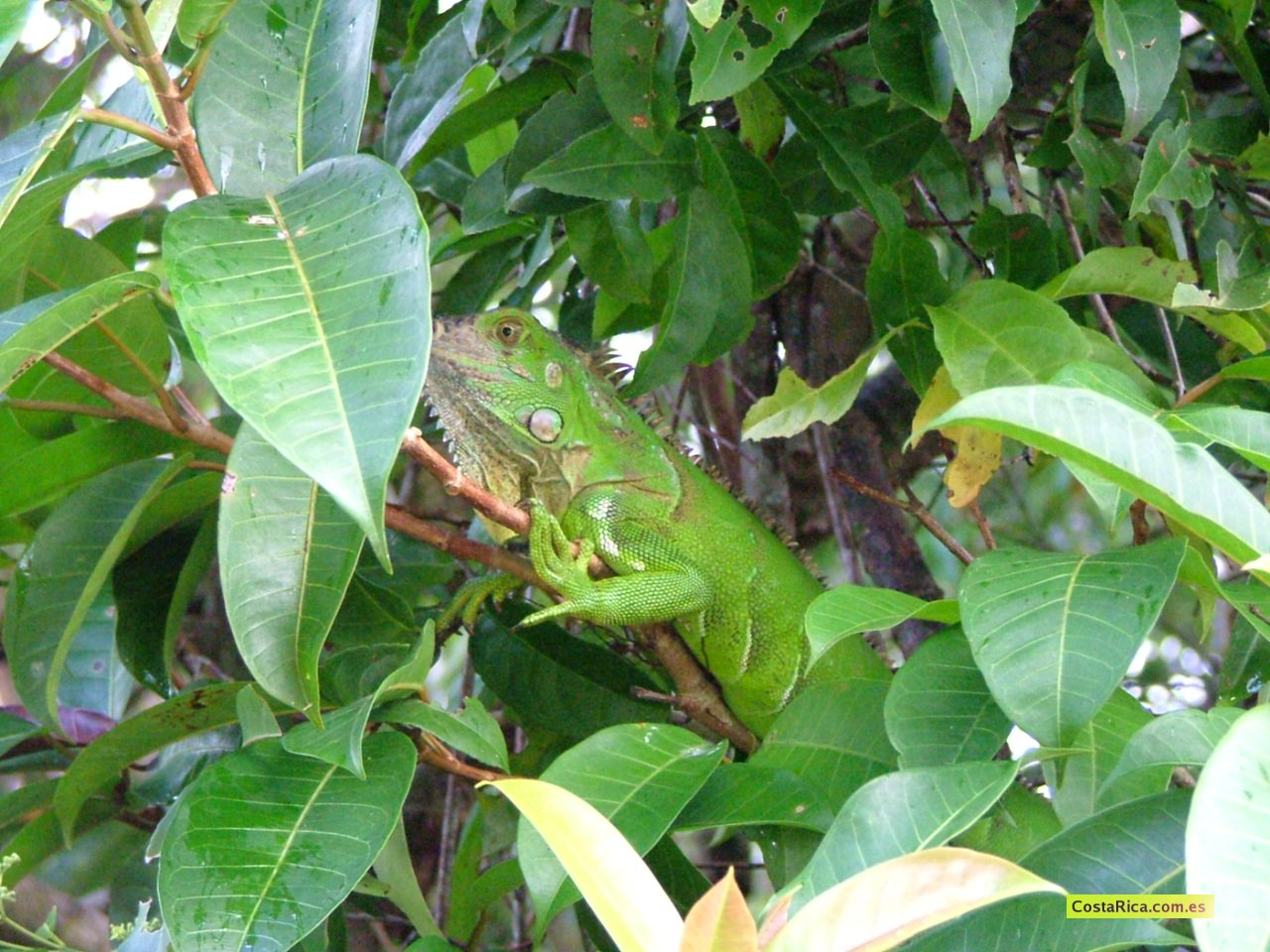 Iguana