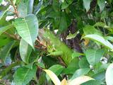 Iguana