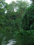 canal tortuguero